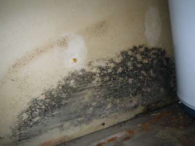 Mold in a basement.